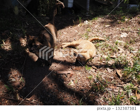 猫じゃらしで遊ぶ可愛い子猫 132387381