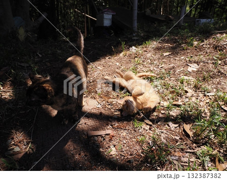猫じゃらしで遊ぶ可愛い子猫 132387382