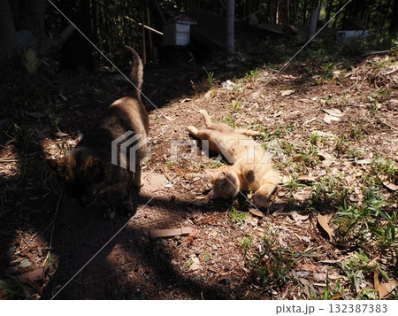 猫じゃらしで遊ぶ可愛い子猫 132387383