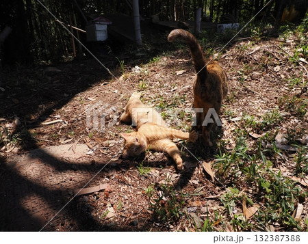 猫じゃらしで遊ぶ可愛い子猫 132387388