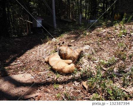 猫じゃらしで遊ぶ可愛い子猫 132387394