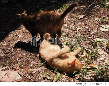 猫じゃらしで遊ぶ可愛い子猫 132387403