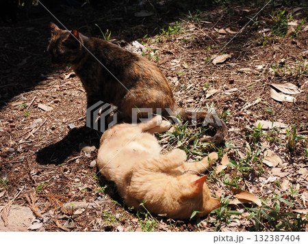 猫じゃらしで遊ぶ可愛い子猫 132387404