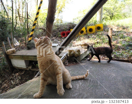 猫じゃらしで遊ぶ可愛い子猫 猫じゃらしで遊ぶ可愛い子猫 132387413