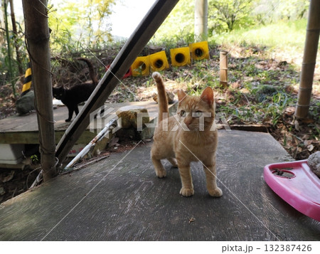 猫じゃらしで遊ぶ可愛い子猫 132387426
