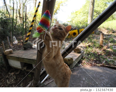 猫じゃらしで遊ぶ可愛い子猫 132387430