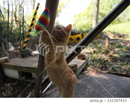 猫じゃらしで遊ぶ可愛い子猫 猫じゃらしで遊ぶ可愛い子猫 132387433