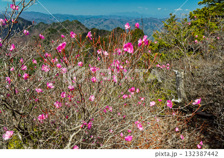 アカヤシオツツジ咲く両神山八丁尾根から見る赤岩尾根と浅間山 アカヤシオツツジ咲く両神山八丁尾根から見る赤岩尾根と浅間山 132387442