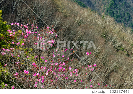 両神山・八丁尾根のアカヤシオツツジと早春のダケカンバ林 132387445