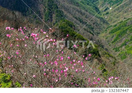 アカヤシオツツジ咲く両神山・八丁尾根から見る新緑の渓谷 132387447