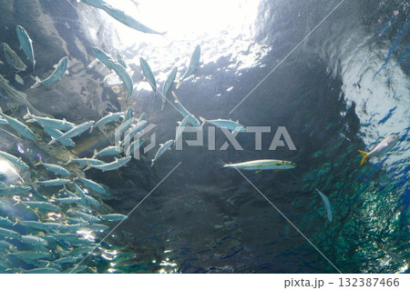 9389　アクアリウム　マイワシ 132387466