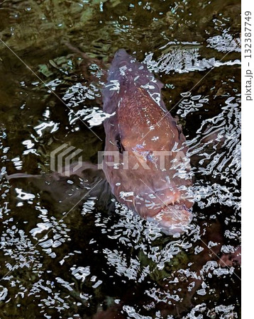 生け簀の鯛 132387749