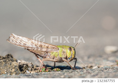 道路の割れ目に産卵するトノサマバッタ 132387755