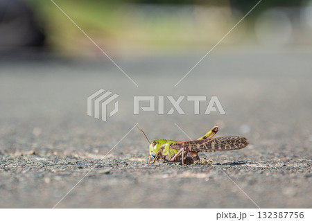 道路の割れ目に産卵するトノサマバッタ 132387756