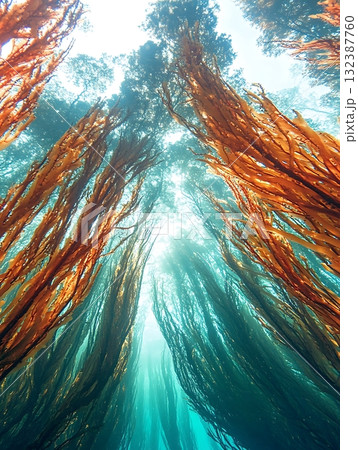 Underwater Forest of Seaweed in Clear Ocean Water with Sunlight Streaming Through the Surface 132387760