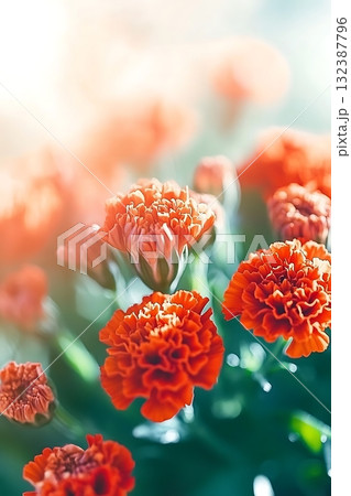 Vibrant Orange Marigold Flowers Blooming in Soft Natural Light with Out of Focus Background 132387796