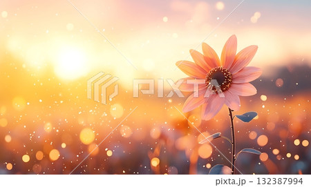 Beautiful Sunflower Blooms in Sunset Light with Bokeh Background and Sparkling Flare 132387994