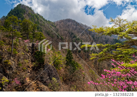 アカヤシオツツジ咲く八丁尾根・西岳から見る早春の両神山稜線 132388228