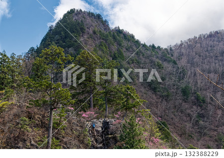 早春の両神山・八丁尾根の岩場を行く登山者 早春の両神山・八丁尾根の岩場を行く登山者 132388229