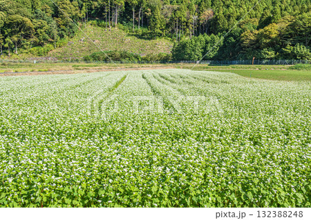 マキノのそば畑 滋賀県高島市マキノ町 マキノのそば畑 滋賀県高島市マキノ町 132388248