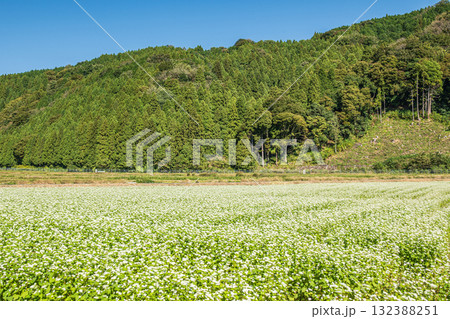 マキノのそば畑 滋賀県高島市マキノ町 マキノのそば畑 滋賀県高島市マキノ町 132388251