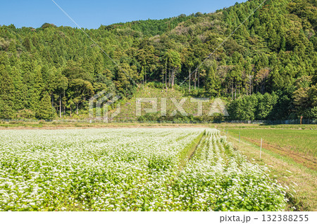 マキノのそば畑 滋賀県高島市マキノ町 マキノのそば畑 滋賀県高島市マキノ町 132388255