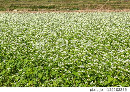 マキノのそば畑　滋賀県高島市マキノ町 132388256