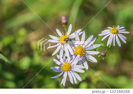 秋の野原に咲く草花　ノコンギク 132388288