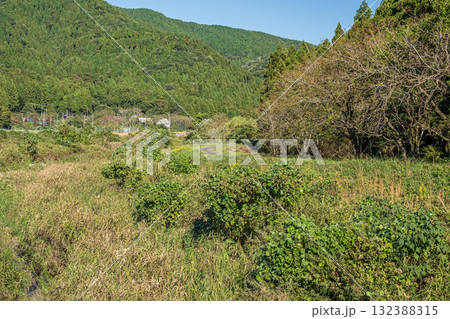 雑草生い茂る知内川　滋賀県高島市 132388315