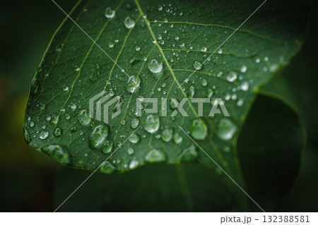 雨粒の残る緑の葉っぱ マクロで捉えた水滴と葉脈のテクスチャ 雨粒の残る緑の葉っぱ マクロで捉えた水滴と葉脈のテクスチャ 132388581