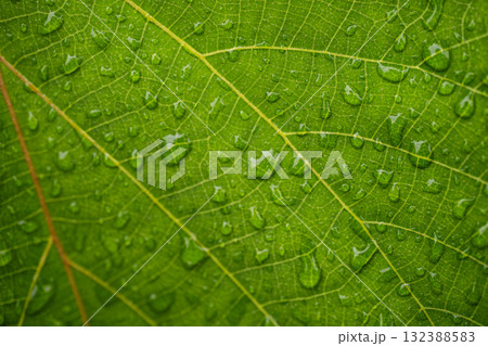 雨粒の残る緑の葉っぱ　マクロで捉えた水滴と葉脈のテクスチャ 132388583