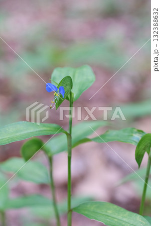 ツユクサ 132388632