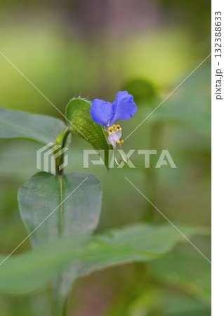 ツユクサ ツユクサ 132388633