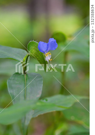 ツユクサ 132388634