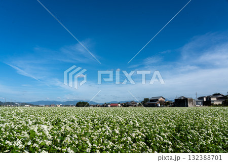 白いソバの花と秋空のコピースペース 白いソバの花と秋空のコピースペース 132388701