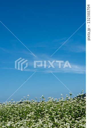 白いソバの花と秋空のコピースペース 白いソバの花と秋空のコピースペース 132388704