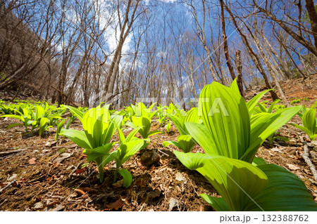 両神山・八丁峠のバイケイソウの新緑 両神山・八丁峠のバイケイソウの新緑 132388762