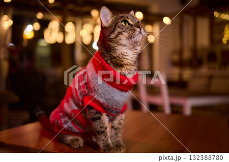 A Festive Cat Wearing a Sweater and Surrounded by Cozy, Warm, and Twinkling Lights A Festive Cat Wearing a Sweater and Surrounded by Cozy, Warm, and Twinkling Lights 132388780