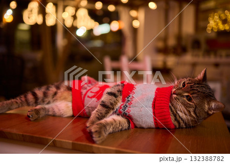 A Festive Cat Wearing a Sweater and Surrounded by Cozy, Warm, and Twinkling Lights 132388782