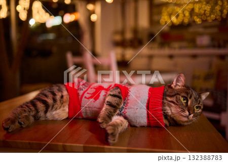A Festive Cat Wearing a Sweater and Surrounded by Cozy, Warm, and Twinkling Lights A Festive Cat Wearing a Sweater and Surrounded by Cozy, Warm, and Twinkling Lights 132388783