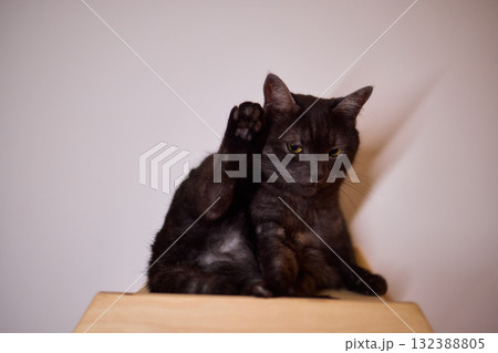 Playful Cat Yoga Enjoying a Cozy Stretching Moment Together with Your Feline Friend 132388805