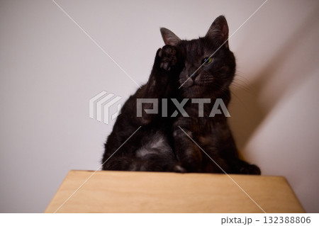 Playful Cat Yoga Enjoying a Cozy Stretching Moment Together with Your Feline Friend 132388806