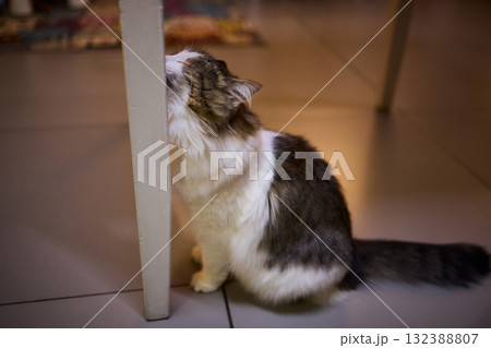 Playful Cat Yoga Enjoying a Cozy Stretching Moment Together with Your Feline Friend 132388807