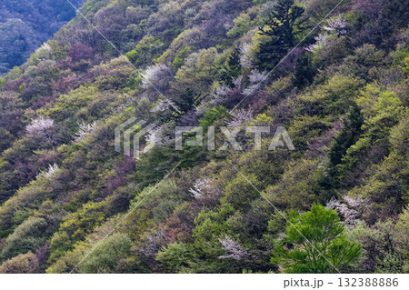 両神山登山口の奥秩父・中津川渓谷の新緑とヤマザクラ 132388886