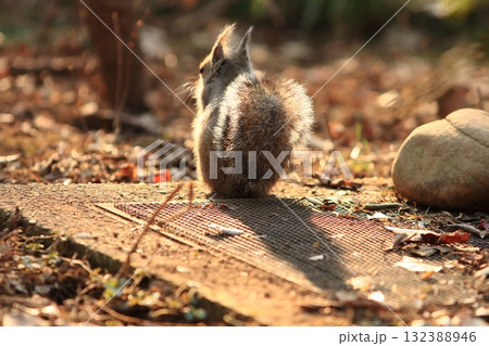 日向ぼっこする二ホンリス　二ホンリスの後ろ姿 132388946