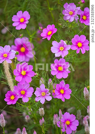 コスモスの季節がきた宮ノ下コスモス広苑 132388966