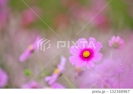 コスモスの季節がきた宮ノ下コスモス広苑 132388967