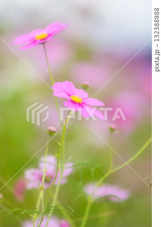 コスモスの季節がきた宮ノ下コスモス広苑 132388988