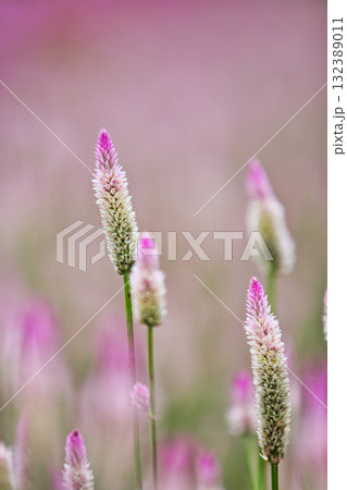 コスモスの季節がきた宮ノ下コスモス広苑 132389011