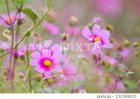 コスモスの季節がきた宮ノ下コスモス広苑 コスモスの季節がきた宮ノ下コスモス広苑 132389013